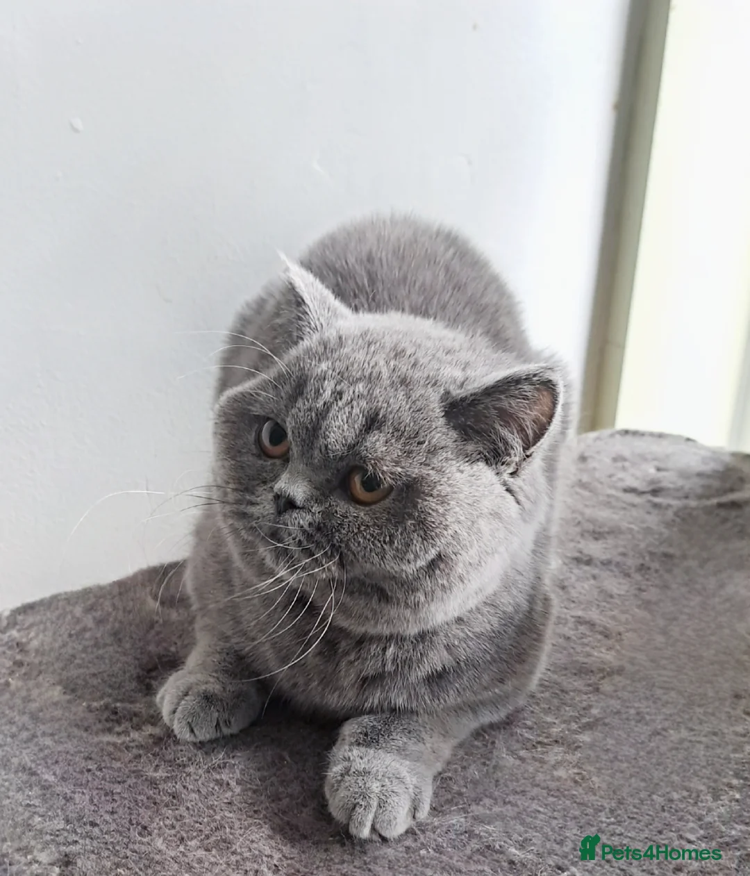 British Shorthair cats for sale: Beautiful Blue British Shorthair Female - Advert 2