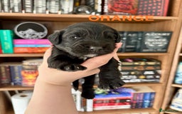 Cocker Spaniel dogs for sale: Beautiful KC Cocker Spaniel Pups - Black - Image 20