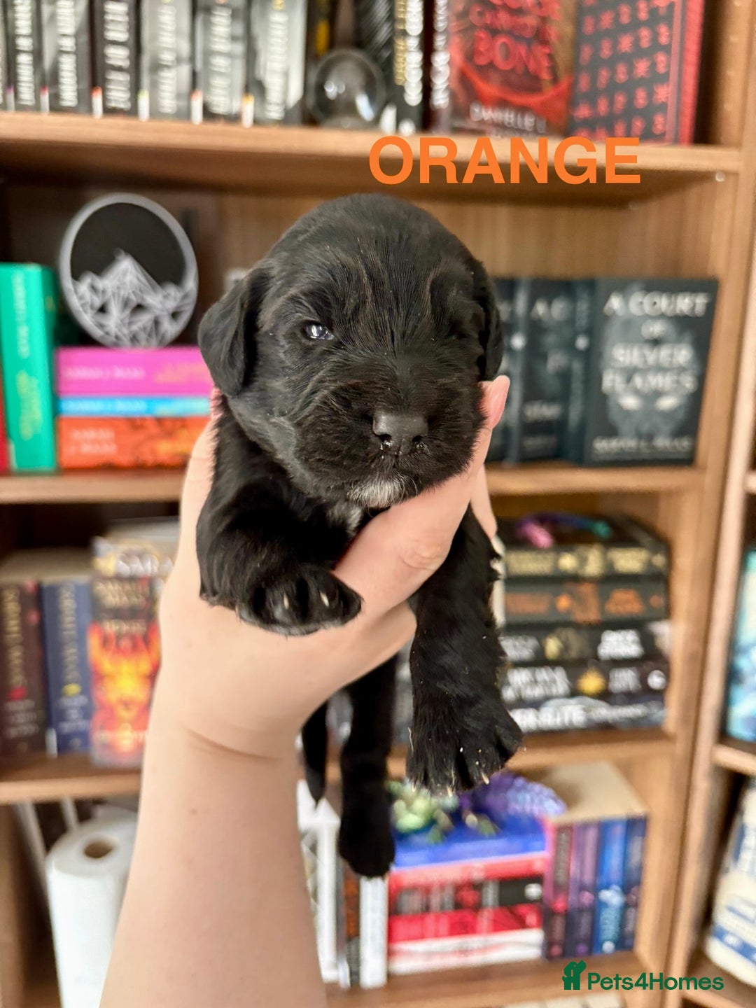 Cocker Spaniel dogs for sale: Beautiful KC Cocker Spaniel Pups - Black - Image 20