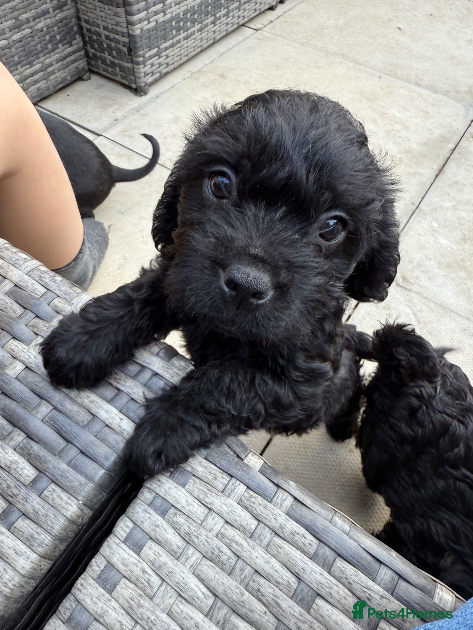 Mixed Breed dogs Puppies for sale - Advert 2