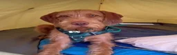 Hungarian Vizsla dogs for sale: Hungarian WIREHAIRED VIZSLA puppies KC reg'd  - Advert 13