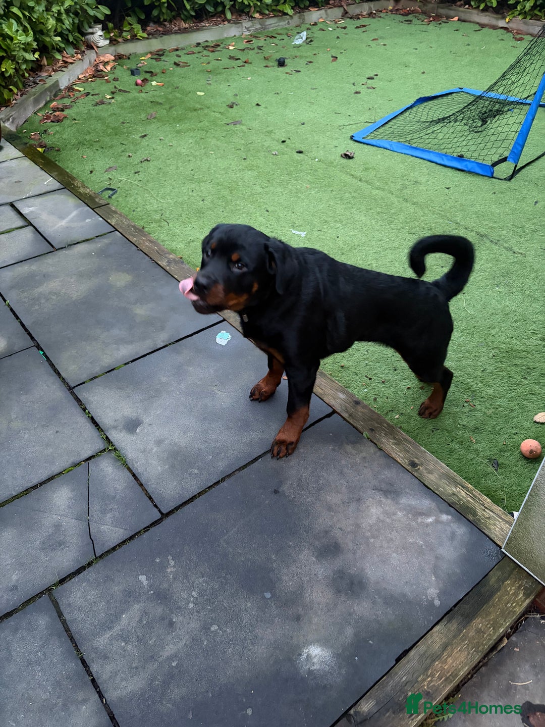 Rottweiler dogs for sale: Massive Rottweiler  - Advert 2