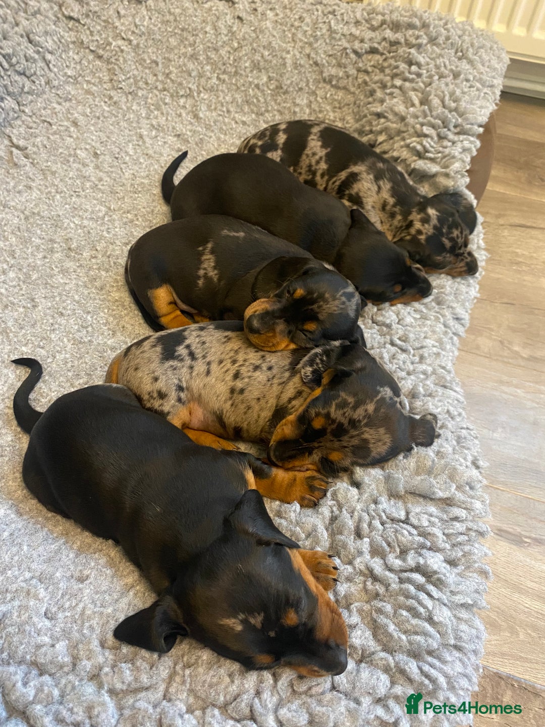 Miniature Dachshund dogs for sale: Miniature Black and Tan Dapple Dachshunds - Image 5
