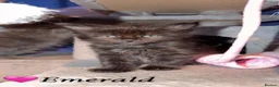 Maine Coon cats for sale: 6 Maine Coon Kittens  M/F in Denbigh - Advert 5