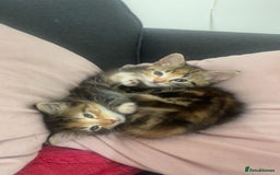 European cats for sale: 8 adorable kittens  - Image 3