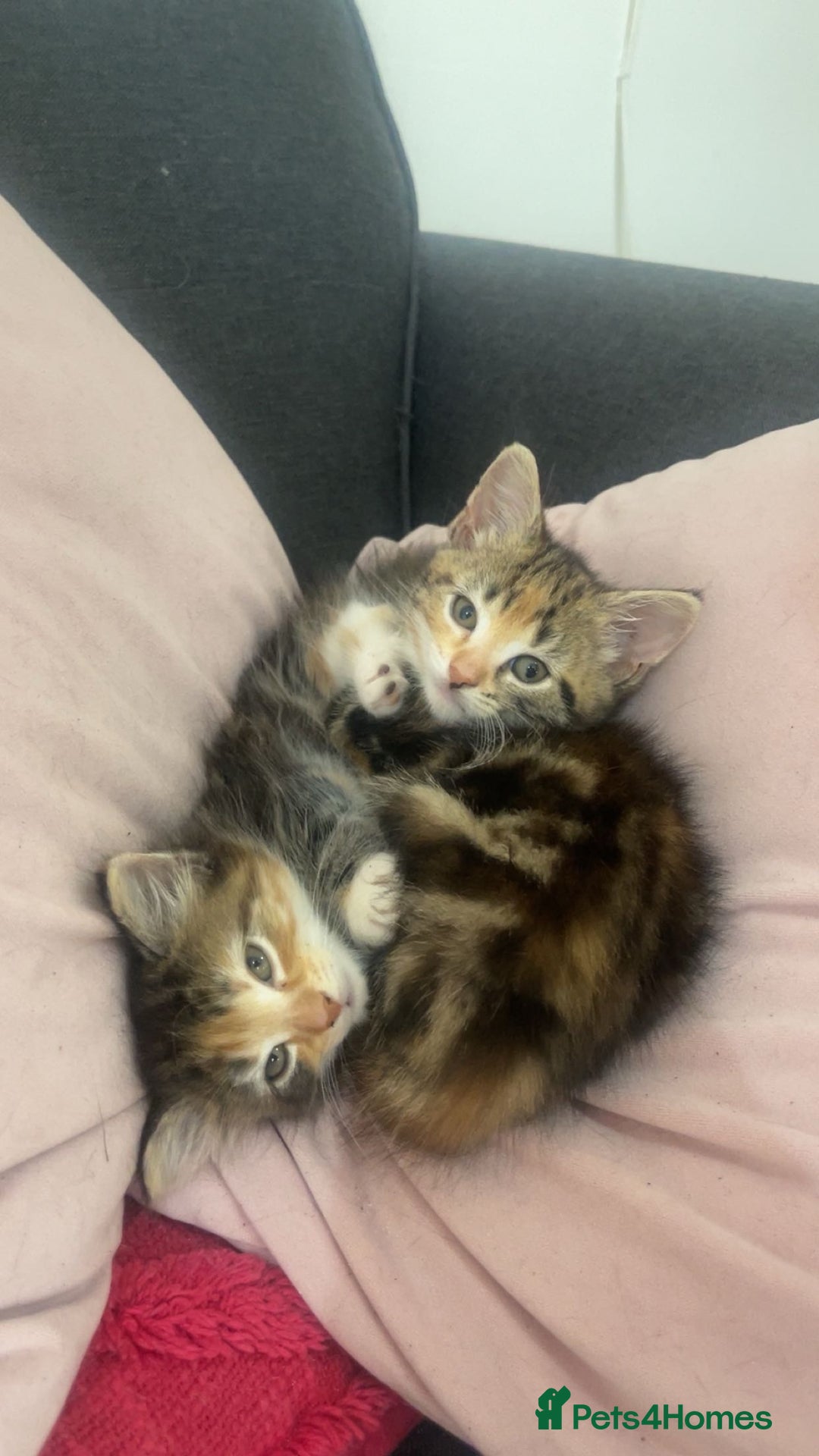 European cats for sale: 8 adorable kittens  - Image 3
