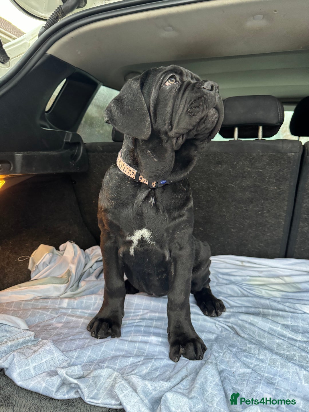Mastiff dogs for sale: 2 Neapolitan mastiff puppies black girls  - Advert 27
