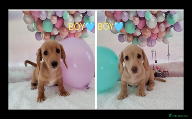 Miniature Dachshund dogs - Advert 9