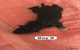 Border Collie dogs for sale: 10 border collies for sale  - Image 21