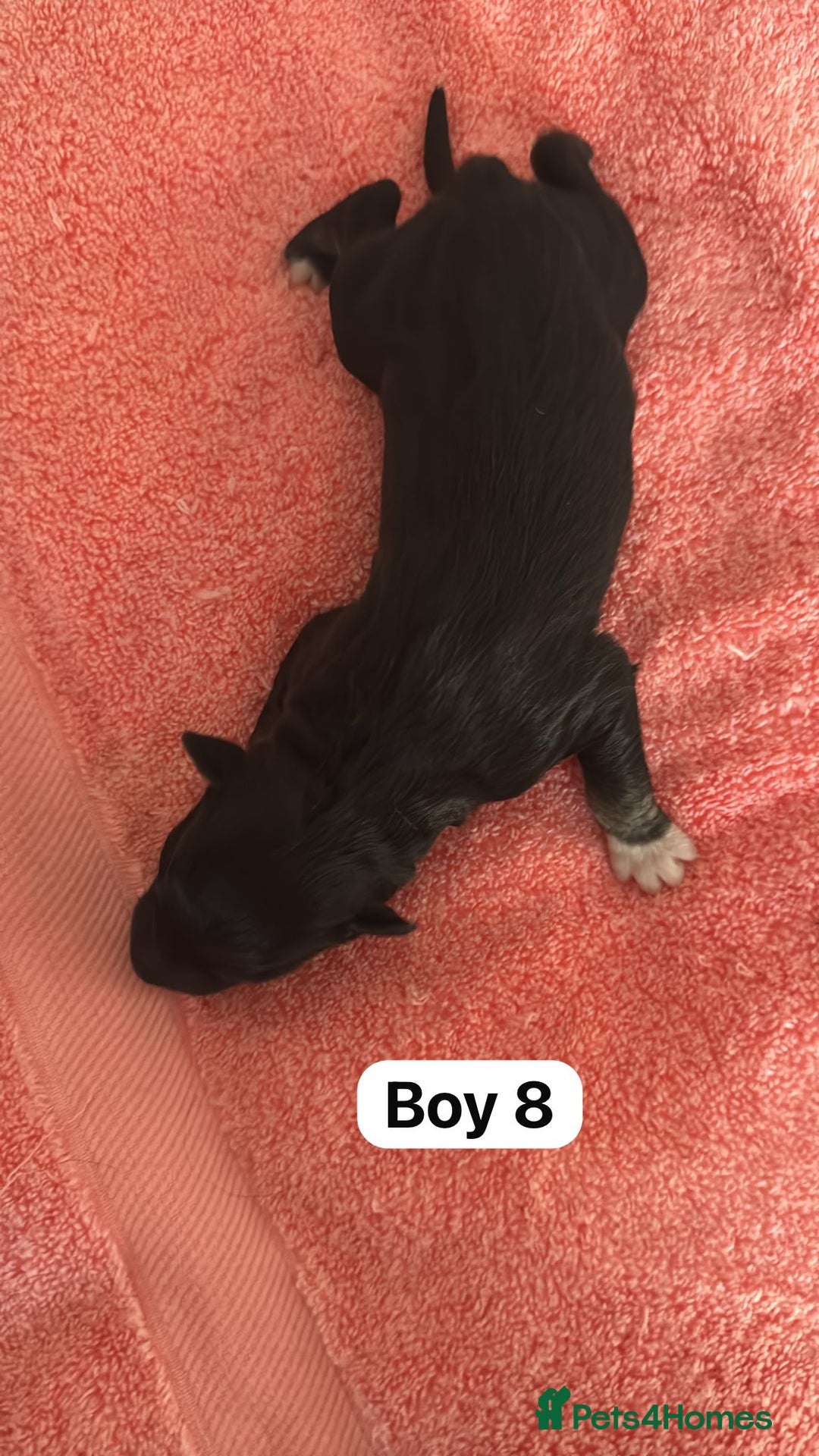 Border Collie dogs for sale: 10 border collies for sale  - Image 21