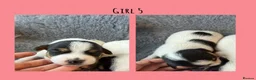 Jack Russell dogs for sale: Beutiful Tri colour Jack Russell Terriers in Caernarfon - Advert 5