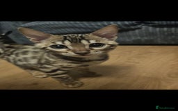 Bengal cats for sale: Male bengal - last kitten left - Image 2