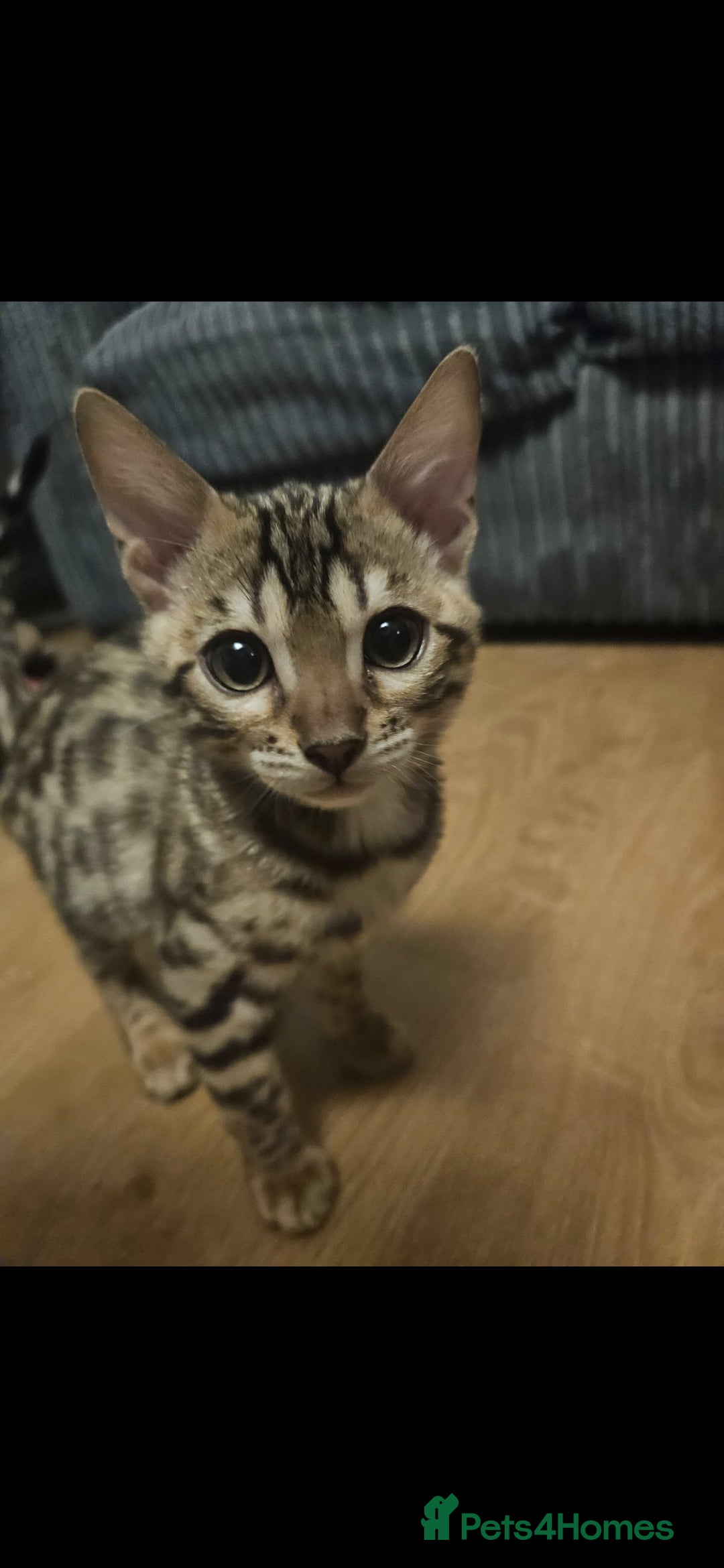Bengal cats for sale: Male bengal - last kitten left - Image 2