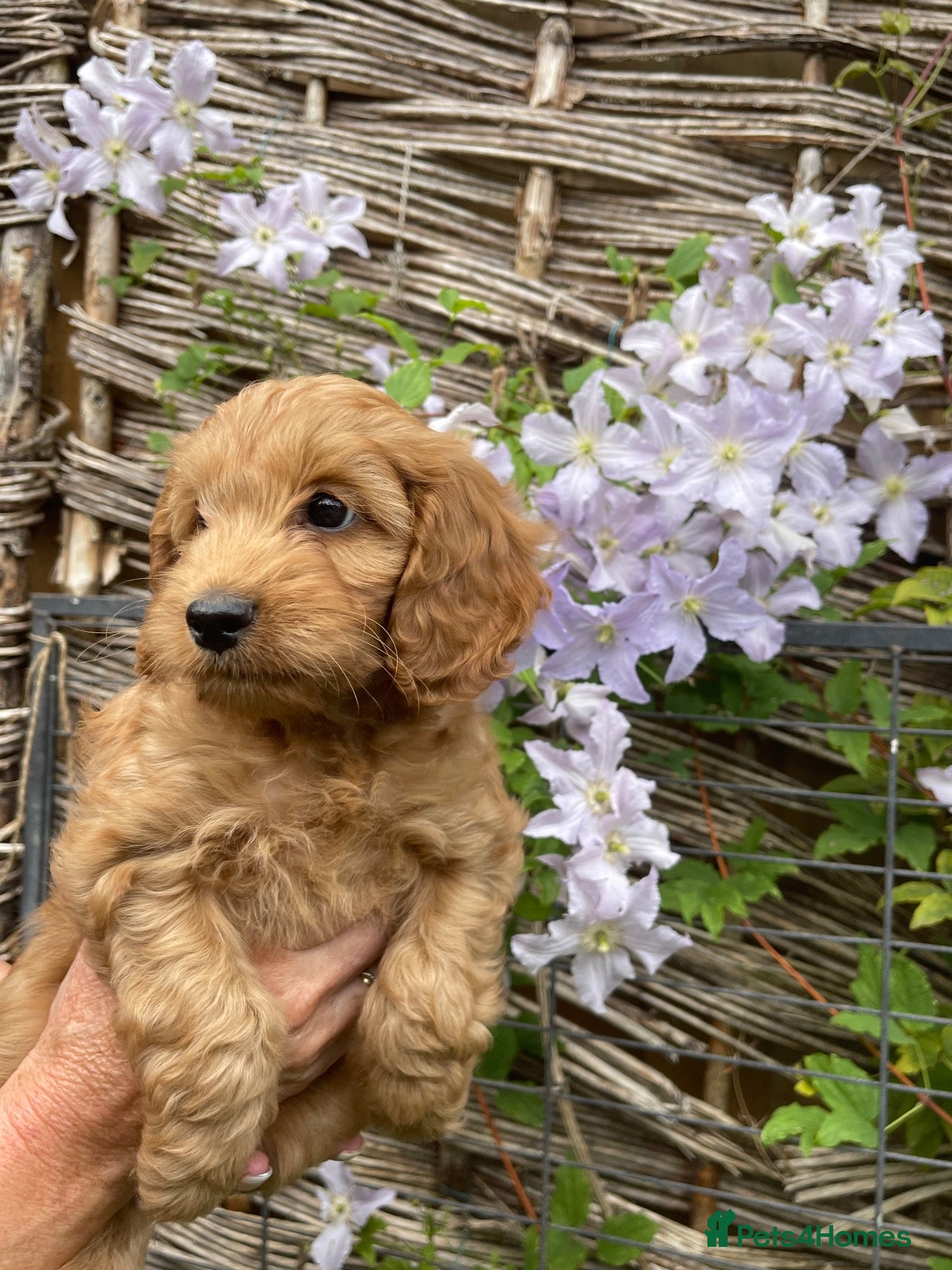 Cockapoo dogs F1 cockapoo puppies  - Advert 14