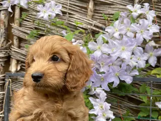 Cockapoo dogs F1 cockapoo puppies - Advert 14