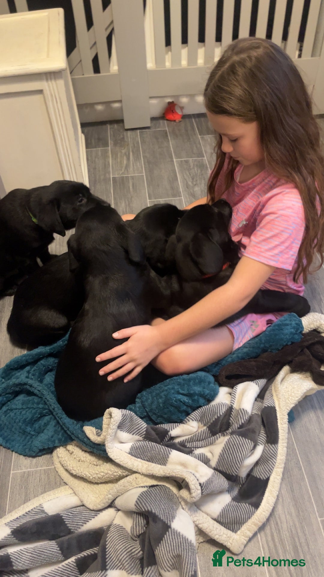 Labrador Retriever dogs for sale: READY NOW.Beautiful black KC registered Labradors  - Advert 3