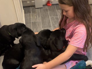 Labrador Retriever dogs READY NOW.Beautiful black KC registered Labradors - Advert 12