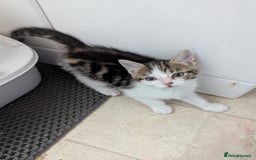 Domestic Shorthair cats for sale: two adorable kittens are looking for a home. - Image 7