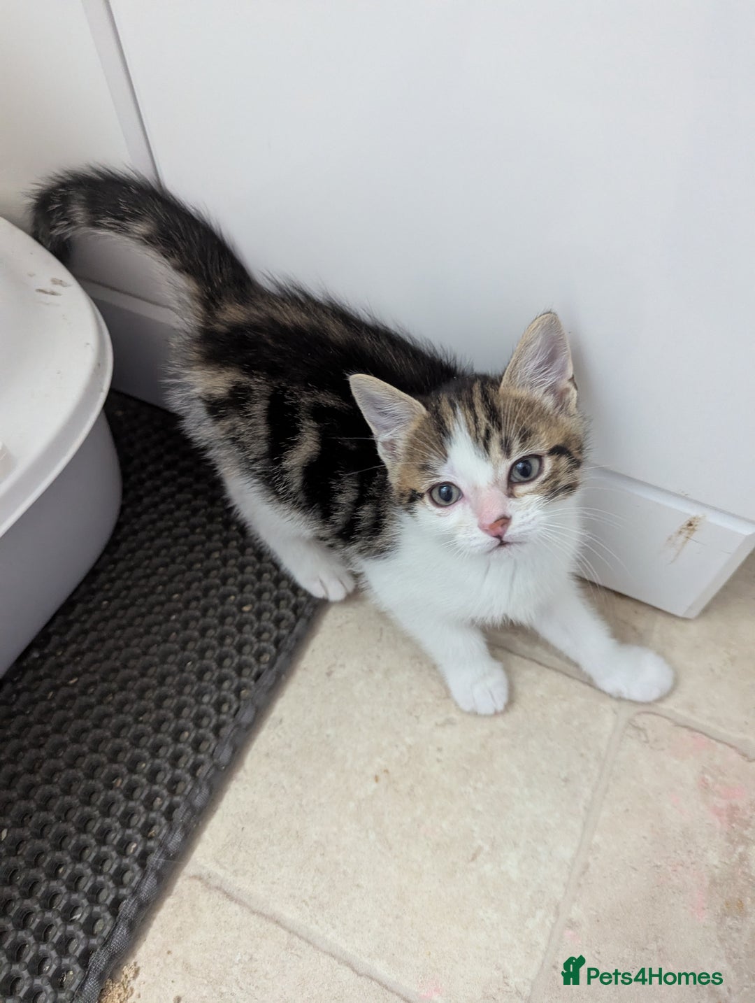 Domestic Shorthair cats for sale: two adorable kittens are looking for a home. - Image 7