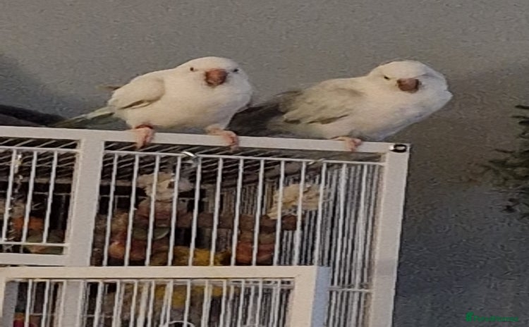 Parrots birds - Advert 10