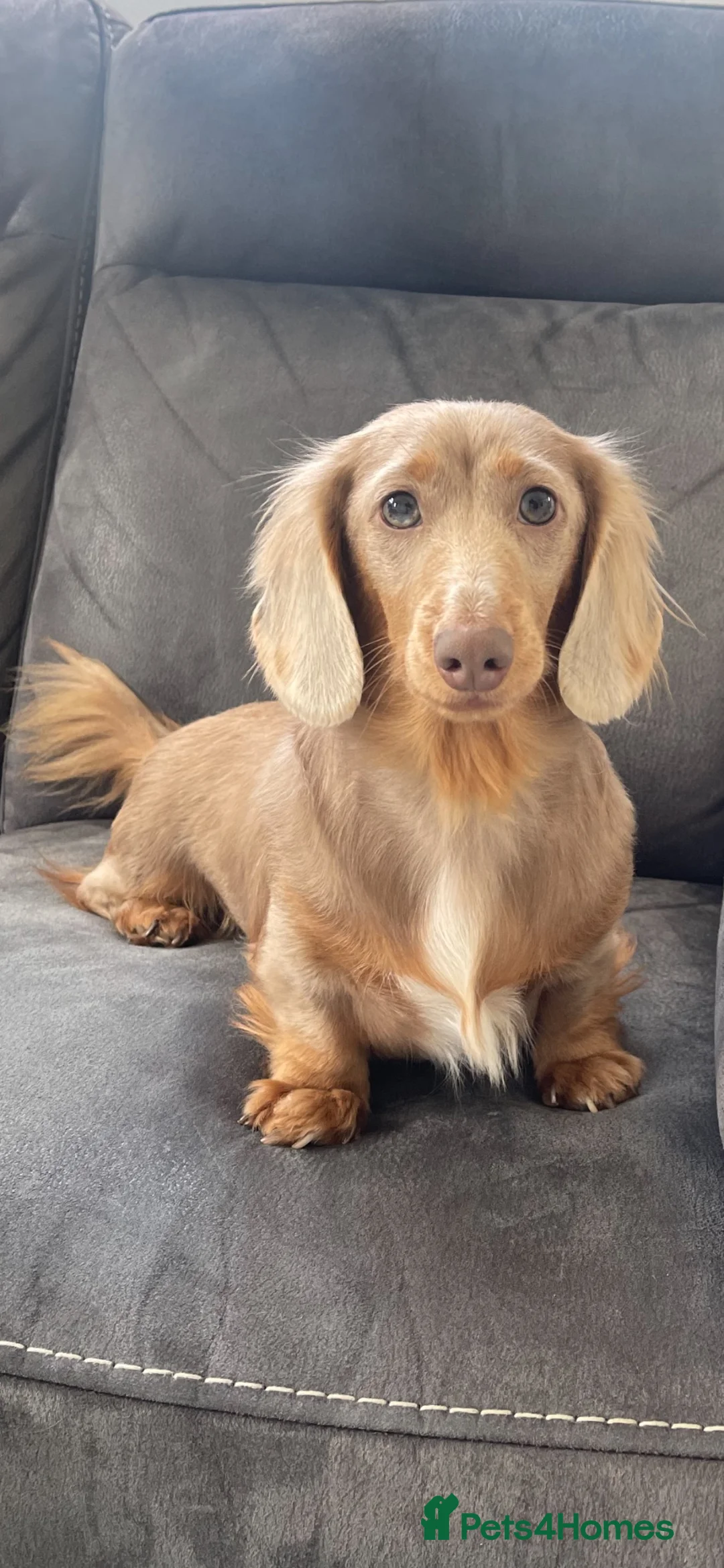 Miniature Dachshund dogs for sale: Long Hair Miniature Dachshund Female  in Gravesend - Advert 9