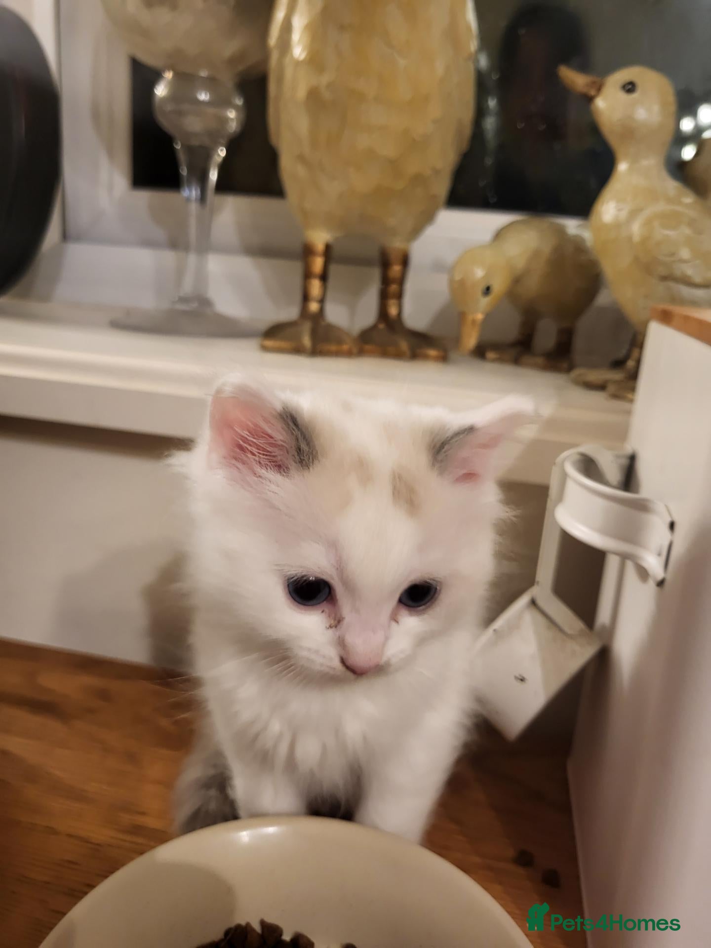 Ragdoll cats Exceptional pure bred ragdolls - Advert 2