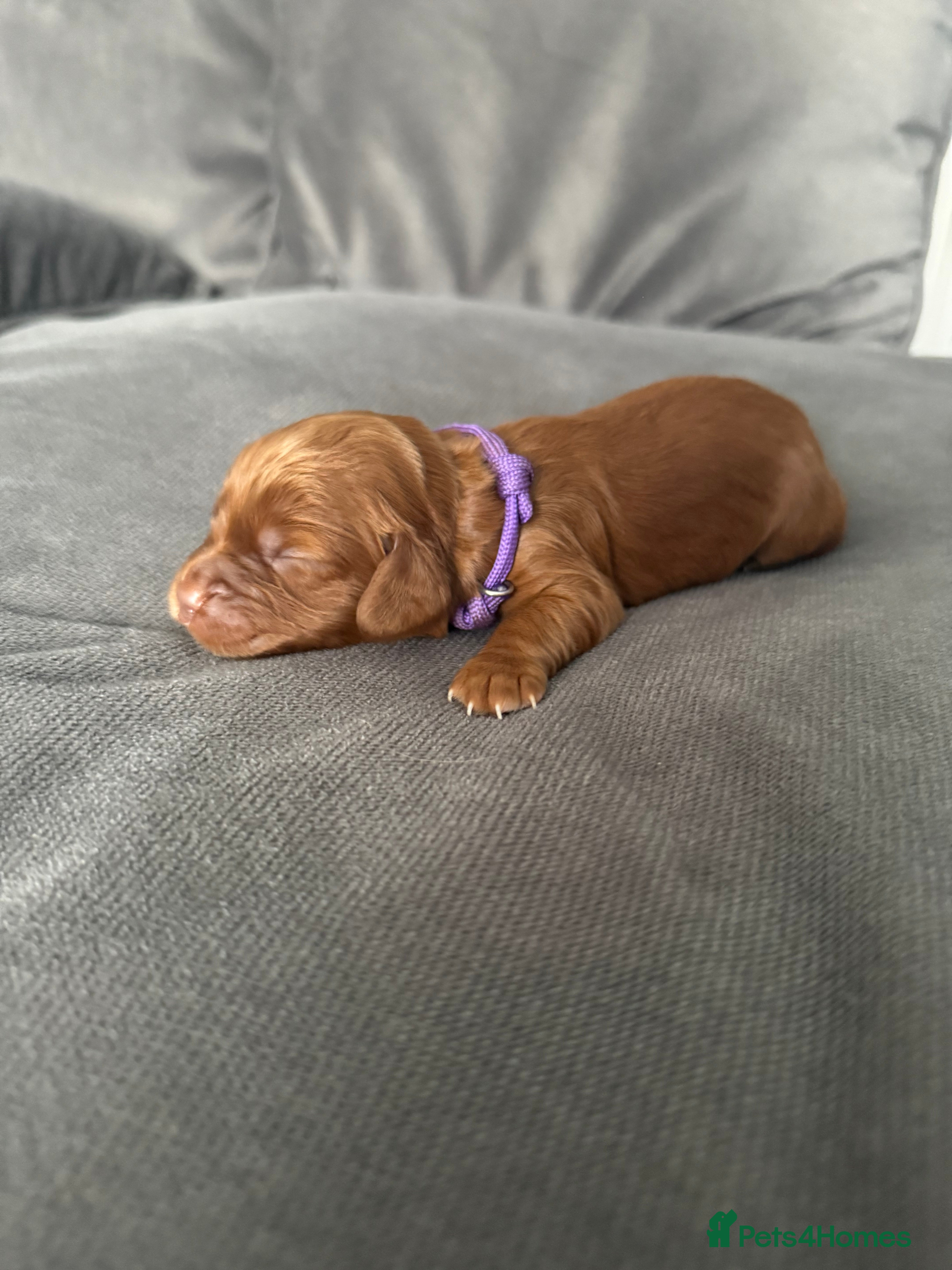 Cocker Spaniel dogs Red KC Registered Working Cocker Spaniel - Advert 2