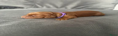 Cocker Spaniel - Purple