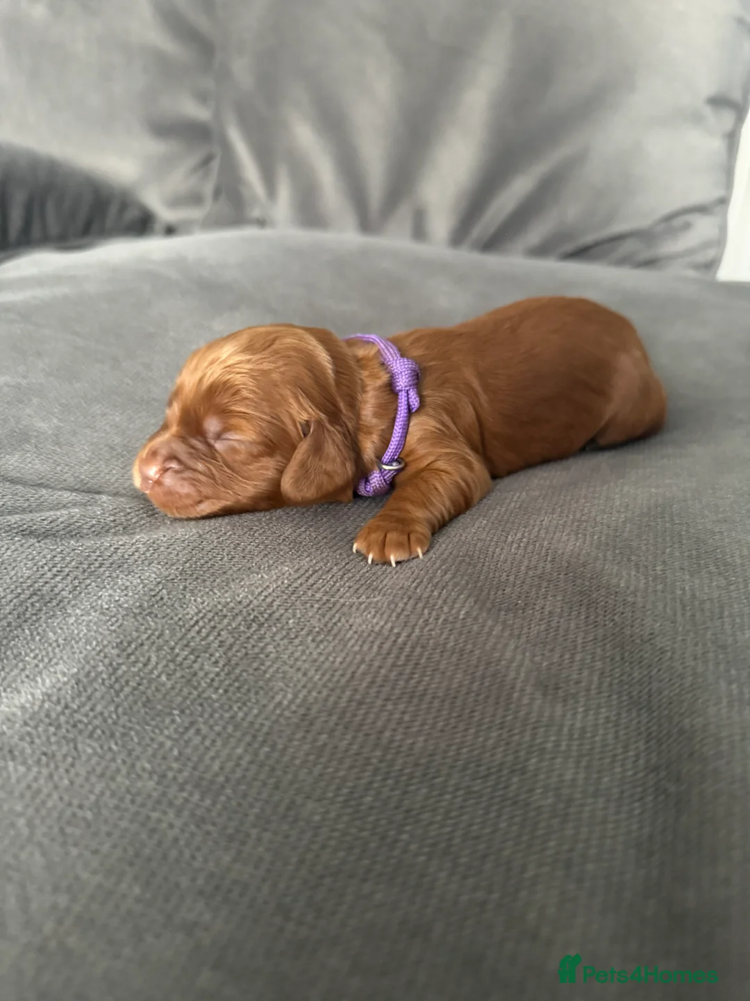 Cocker Spaniel dogs for sale: Red KC Registered Working Cocker Spaniel in Nottingham - Advert 2