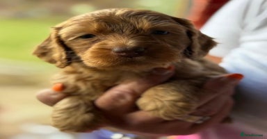 Cockapoo dogs - Advert 4
