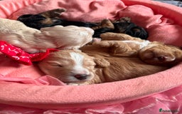 Cockapoo dogs for sale: Stunning Cockapoo Puppies Health Tested  - Advert 8