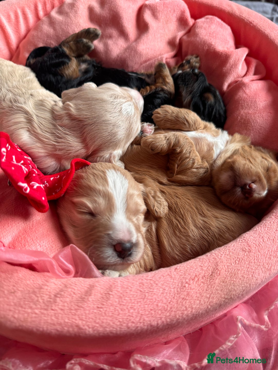 Cockapoo dogs for sale: Stunning Cockapoo Puppies Health Tested  - Advert 8