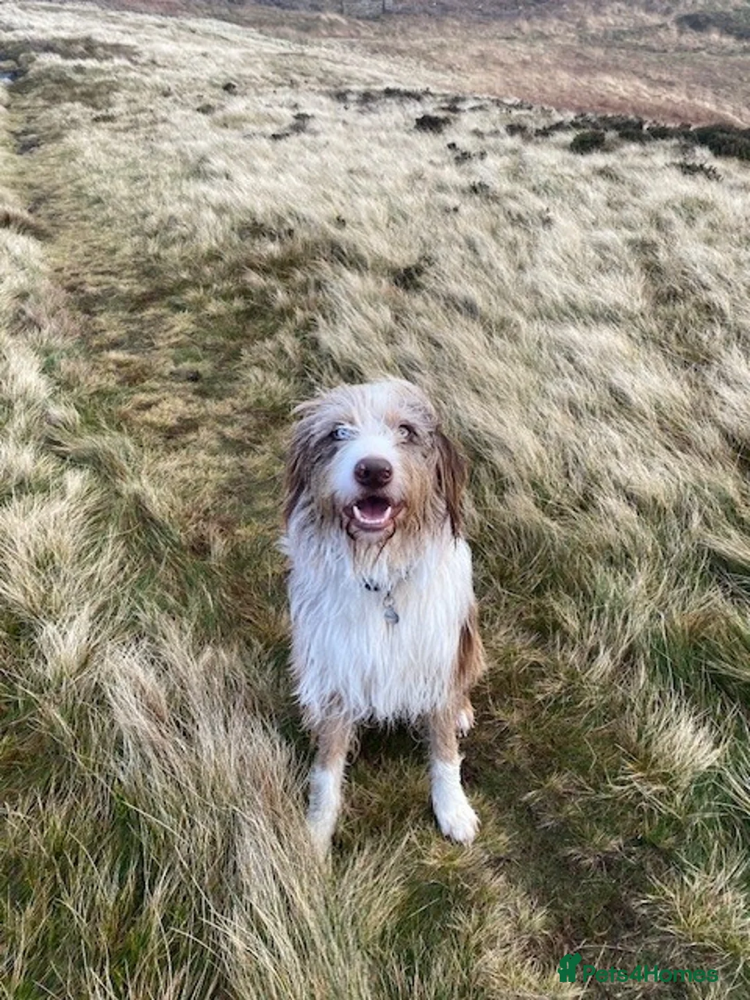 Mixed Breed dogs for sale: Beautiful Merle Collie Cross - Advert 1