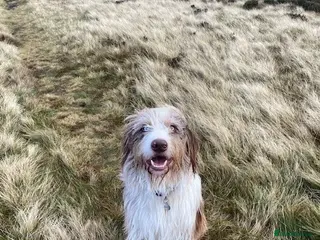 Mixed Breed dogs Beautiful Merle Collie Cross - Advert 6