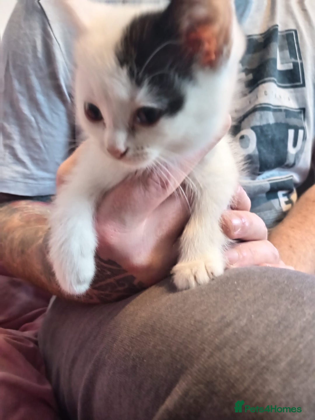 Mixed Breed cats for sale: 4 beautiful kittens ready to leave now  - Image 3