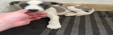 Whippet 2