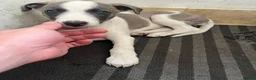 Whippet dogs for sale: Working/show/race/family whippet puppies  - Advert 11