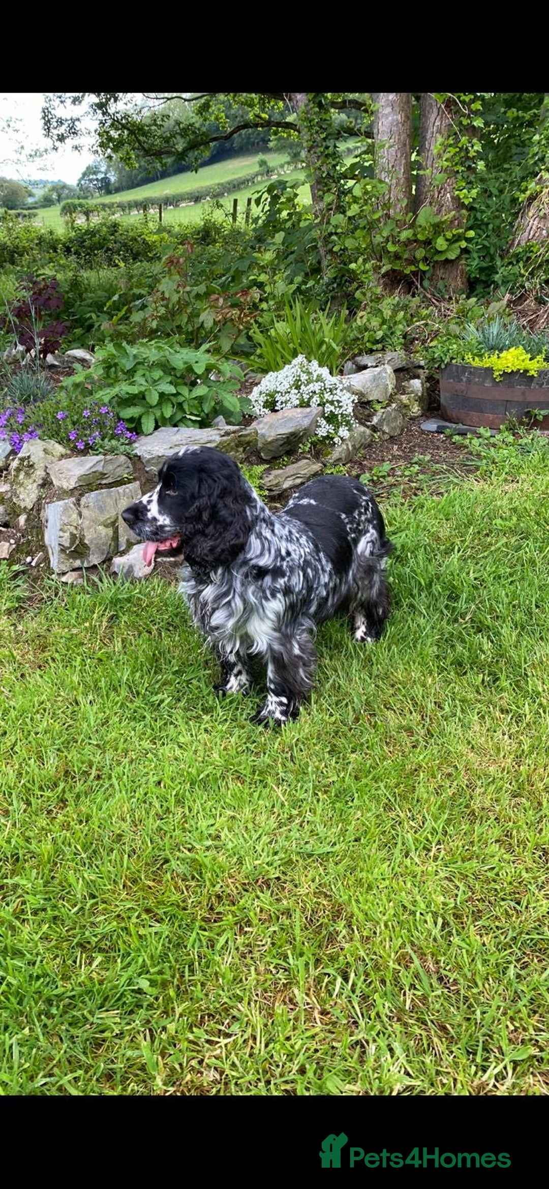 Cocker Spaniel dogs for sale: KC Registered Show Type Cocker Spaniels - Image 11