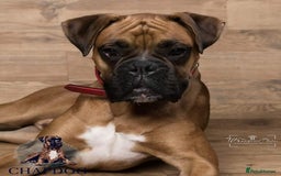 Boxer dogs for stud: Bane - Kc registered boy in Chesterfield - Image 2