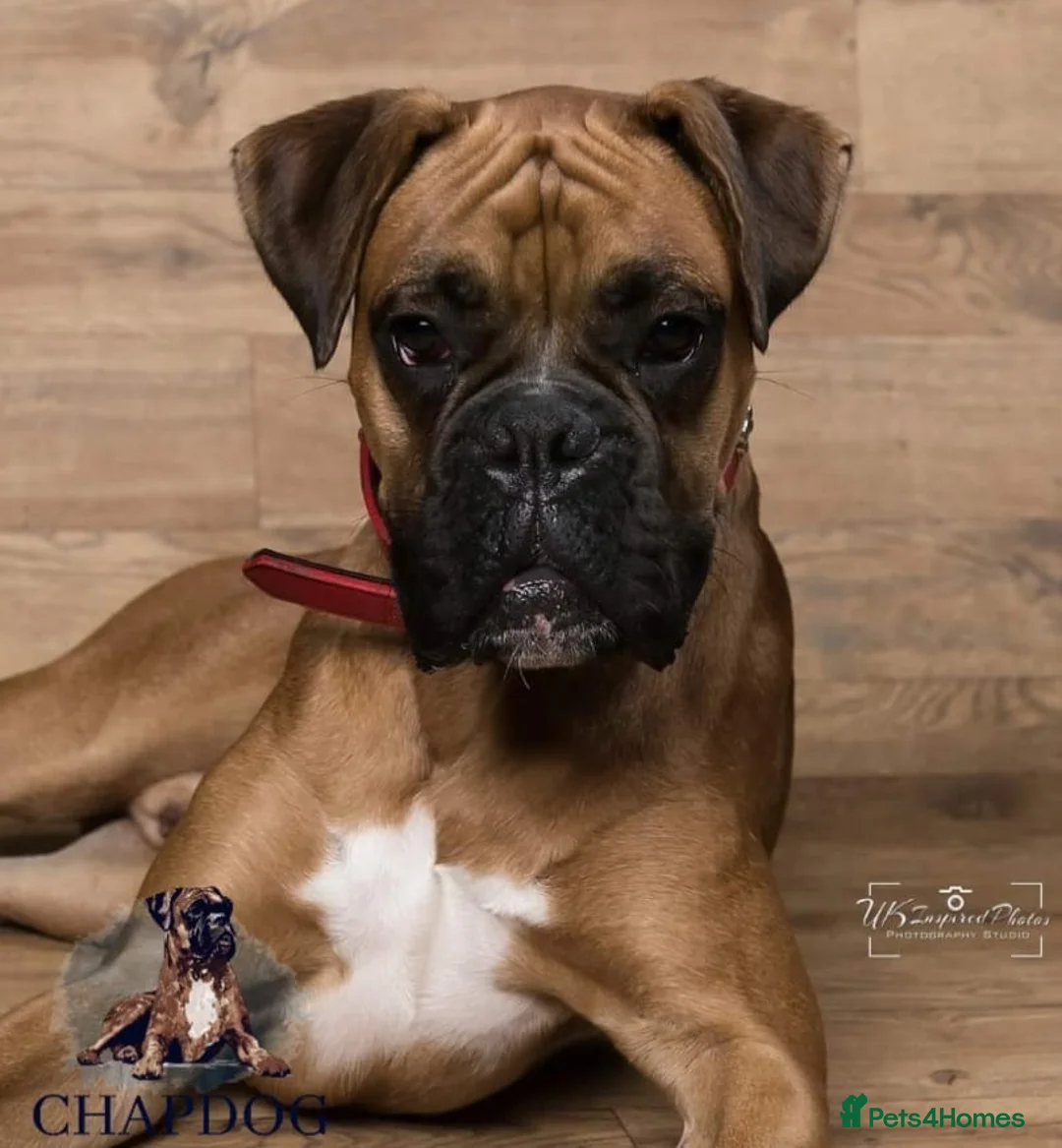 Boxer dogs for stud: Bane - Kc registered boy in Chesterfield - Advert 2