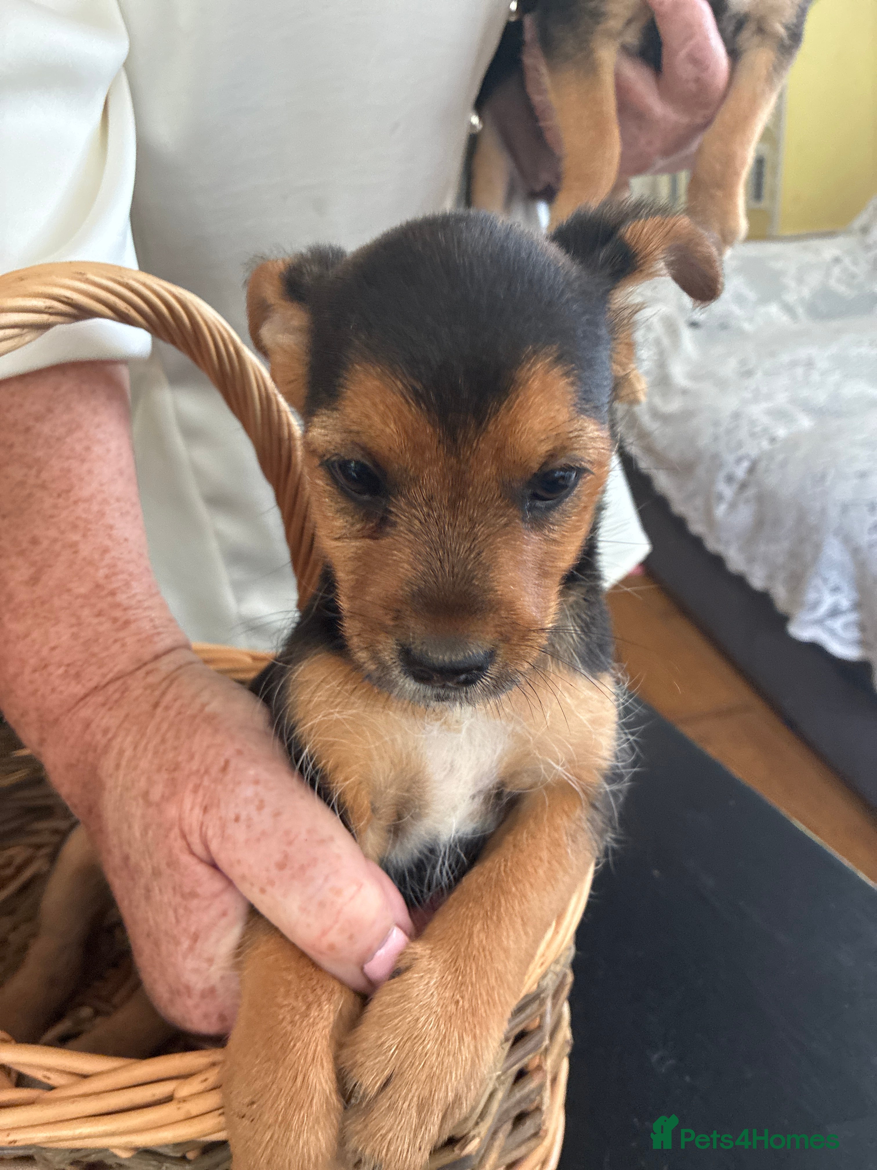 Mixed Breed dogs Yorkshire terrier cross Jack Russel puppies - Advert 2
