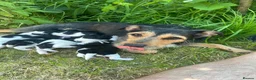 Jack Russell dogs for sale: Beautiful 5 months old Jack Russell pups. - Advert 1