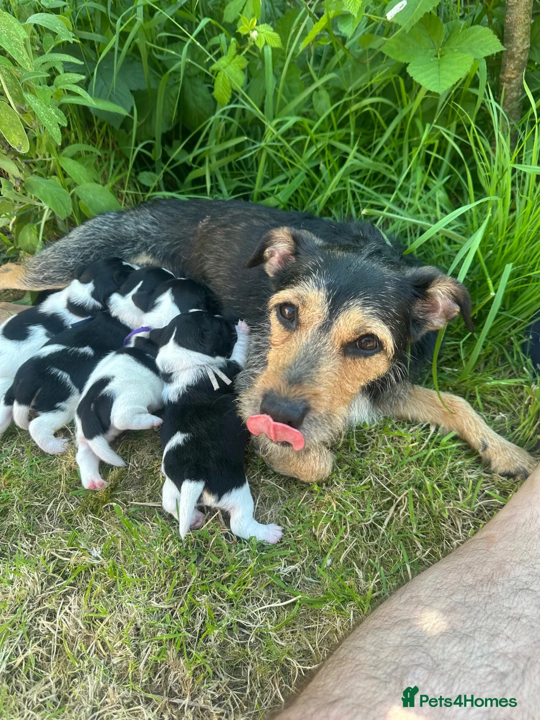 Jack Russell dogs for sale: Beautiful 5 months old Jack Russell pups. - Advert 1