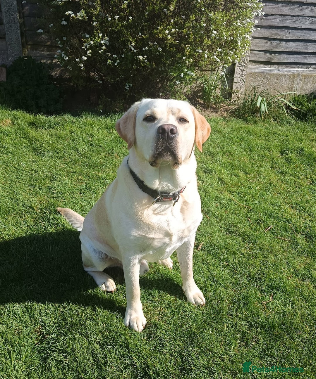 Golden Retriever dogs for sale: Health Tested, champion bloodlines Great with Kids - Advert 26