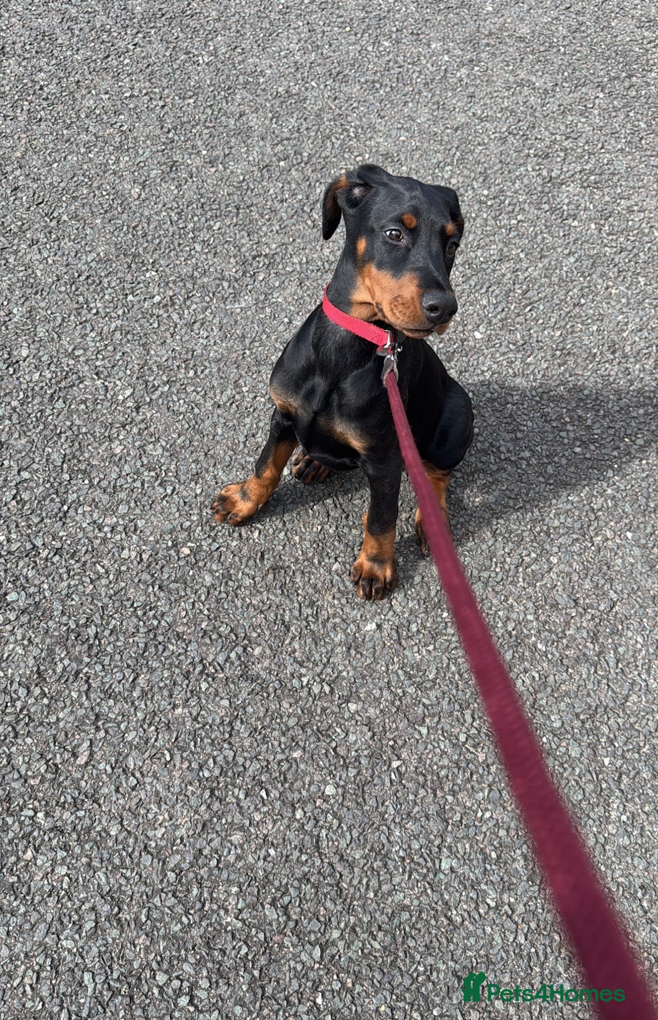 Dobermann dogs Bella the Dobermann - Advert 1