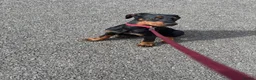 Dobermann dogs for sale: Bella the Dobermann in Wembley - Advert 1