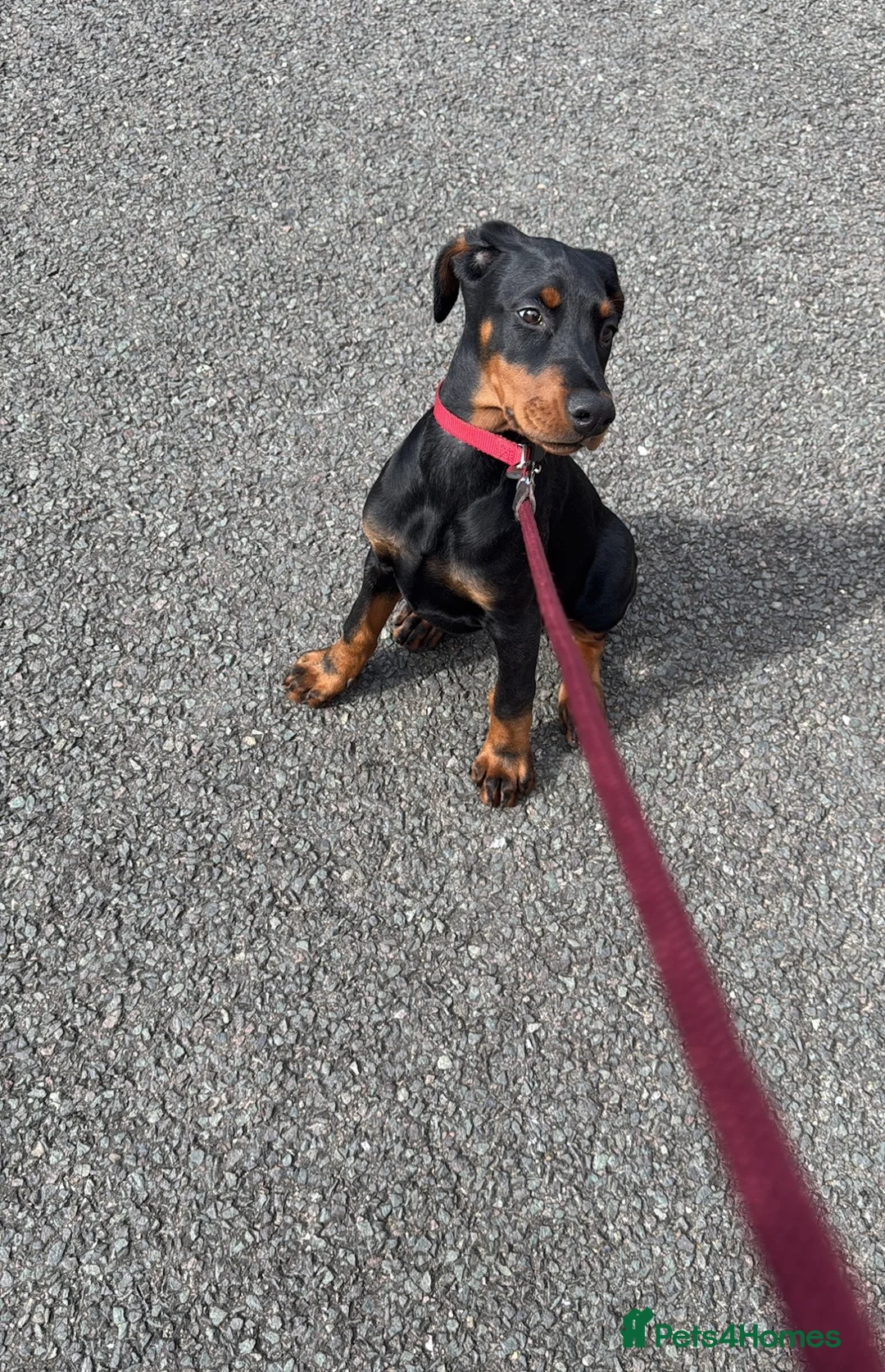 Dobermann dogs for sale: Bella the Dobermann in Wembley - Advert 1