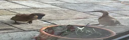 Ducks poultry for sale: 5 female ducks  in Petersfield - Advert 15