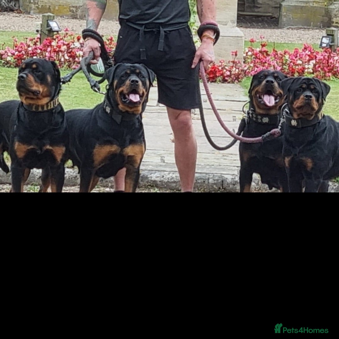 Rottweiler dogs Rottweiler pupps for sale  3 boys 3girls left - Advert 2