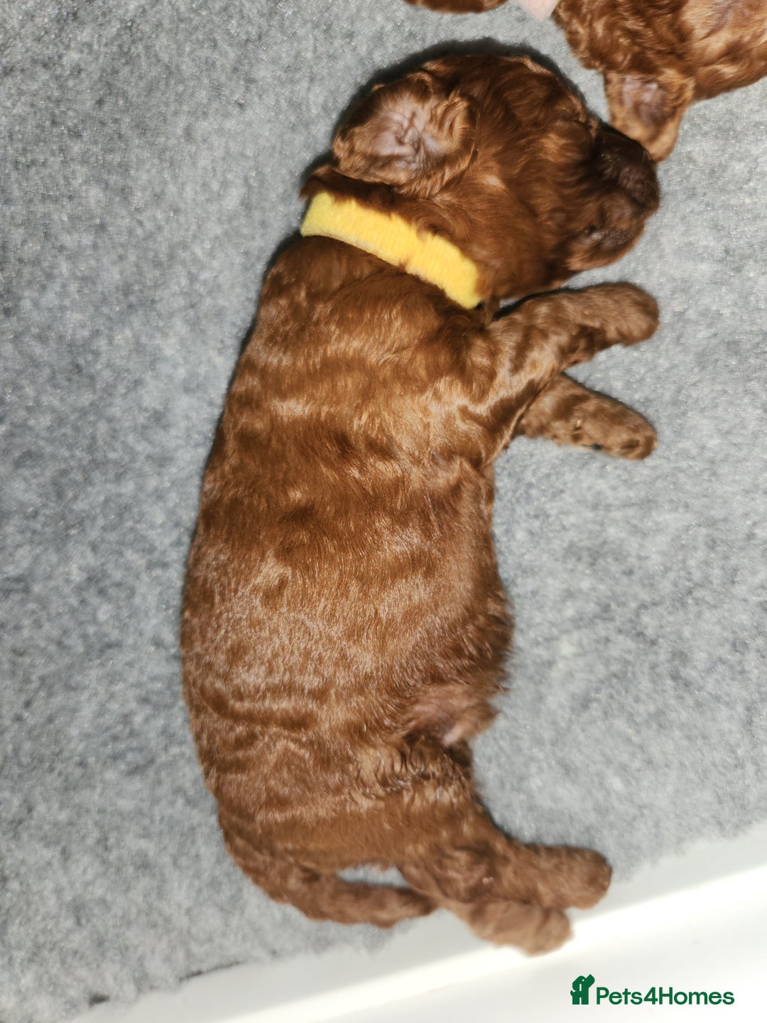 Miniature Poodle dogs for sale: Stunning red miniature poodle - Advert 35